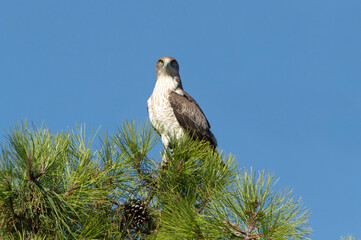 Adult male Short-toed Eagle on top of a pine tree in his breeding territory with the first light of day