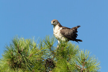 Adult male Short-toed Eagle on top of a pine tree in his breeding territory with the first light of day