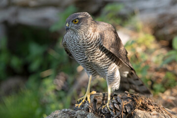Young male Eurasian sparrow hawk drinking and taking a bath at a natural water point in the hottest summer hours in a pine forest