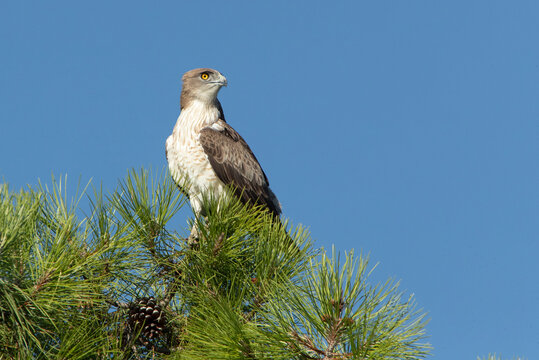 Male Short-toed Eagle on a pine tree with the first light of dawn