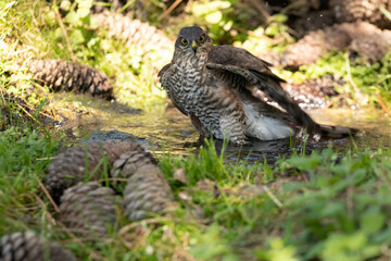 Young male Eurasian sparrow hawk drinking and taking a bath at a natural water point in the hottest summer hours in a pine forest