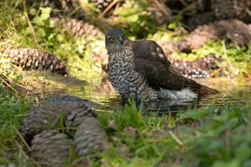 Young male Eurasian sparrow hawk at a natural water point in a pine forest in summer