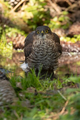 Young male Eurasian sparrow hawk at a natural water point in a pine forest in summer
