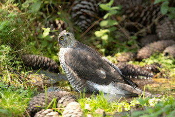 Young female Eurasian sparrow hawk at a natural water point in a pine forest with the first morning lights
