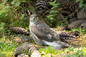 Young female Eurasian sparrow hawk at a natural water point in a pine forest with the first morning lights