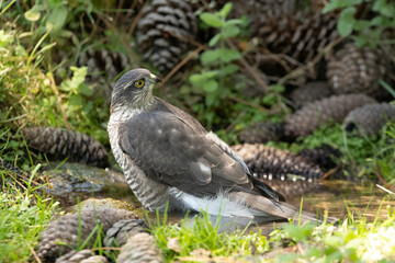 Young female Eurasian sparrow hawk at a water point in summer in a pine forest