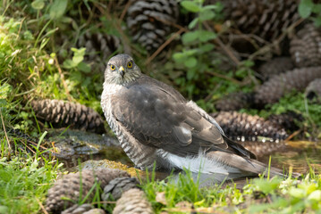 Young female Eurasian sparrow hawk at a water point in summer in a pine forest
