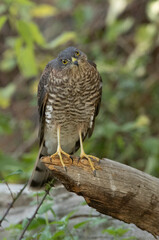 Young male Eurasian sparrow hawk at a natural water point in a pine forest in summer