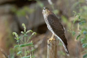 Young male Eurasian sparrow hawk at a water point in summer in a pine forest