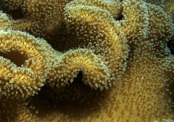 A Mushroom soft coral Cebu Philippines