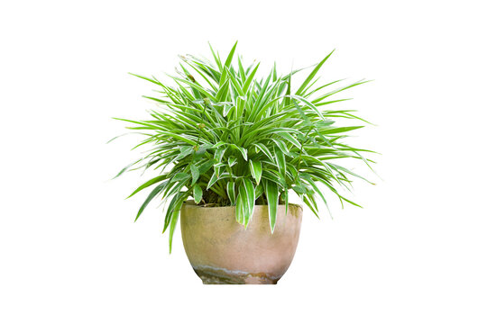 Spider Plant or Chlorophytum bichetii (Karrer) Backer in old ceramic pot isolated on white background included clipping path.