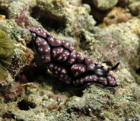 Front view of a Phyllidiella pustulosa nudibranch Cebu Philippines