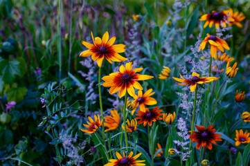field of yellow flowers