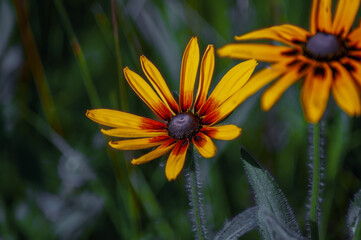 yellow flower in the garden