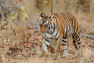 Obraz na płótnie Canvas Tiger, Bengal Tiger (Panthera tigris Tigris), walking in Bandhavgarh National Park in India