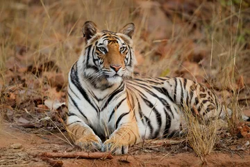 Fotobehang Bengal Tiger (Panthera tigris tigris) resting in the long dry grass in Bandhavgarh National Park in India © henk bogaard