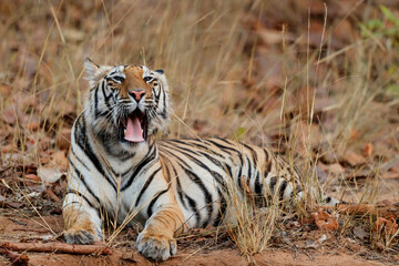Bengal Tiger (Panthera tigris tigris) resting in the long dry grass in Bandhavgarh National Park in India