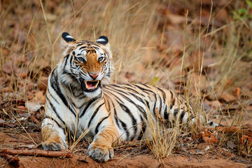 Fototapeta na wymiar Bengal Tiger (Panthera tigris tigris) resting in the long dry grass in Bandhavgarh National Park in India