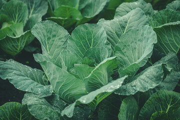 Fototapeta na wymiar cabbage growing in the garden