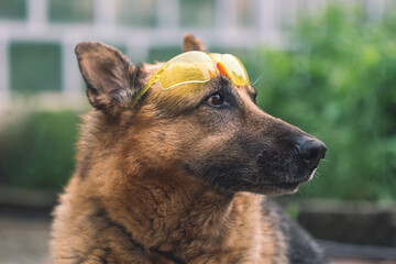 german shepherd dog in protection glasses. eye protection concept.