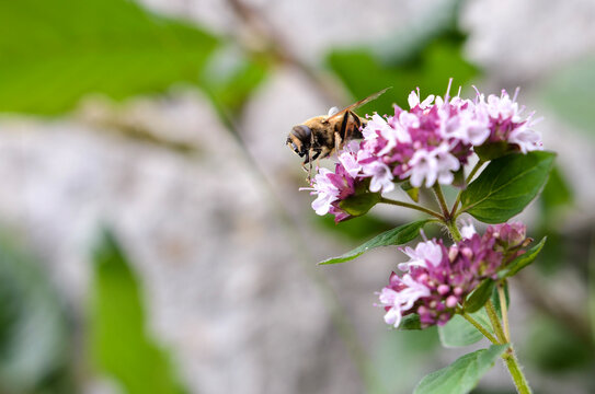bee on a flower