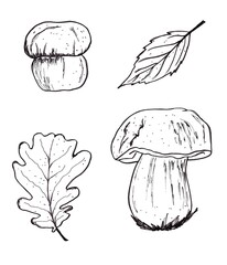 Set of mushrooms hand drawing illustrations. Isolated, white background