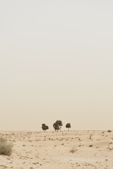 Vertical photo of trees growing in the desert in Dubai, United Arab Emirates.  Wild nature landscape