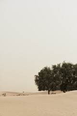Vertical photo of two Acacia trees growing in a desert - 451750076