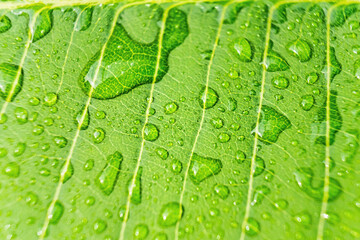 Macro closeup of Beautiful fresh green leaf with drop of water nature background.