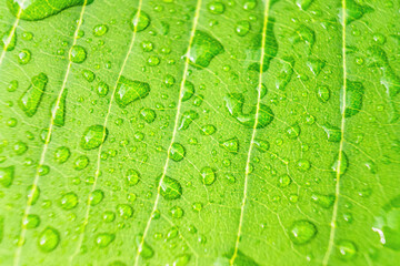 Macro closeup of Beautiful fresh green leaf with drop of water nature background.
