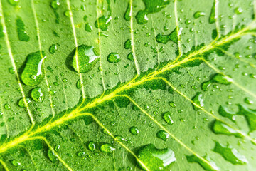 Macro closeup of Beautiful fresh green leaf with drop of water nature background.