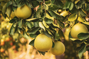 Pomelo fruit in garden