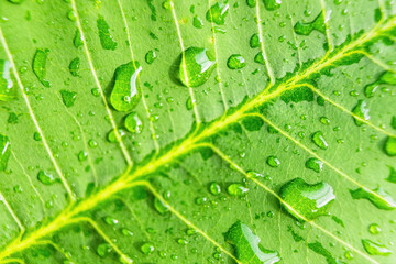 Macro closeup of Beautiful fresh green leaf with drop of water nature background.