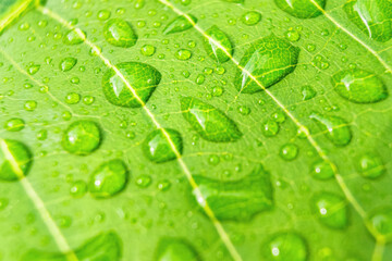 Macro closeup of Beautiful fresh green leaf with drop of water nature background.