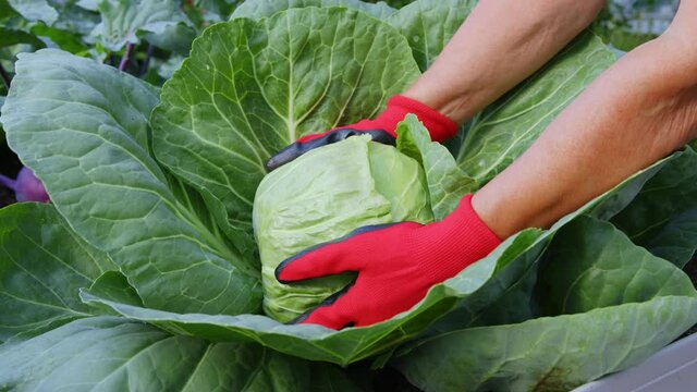 A gardener in red gloves harvests cabbage. Women s hands pull the cabbage head out of the ground. Farming, vegetarianism and healthy food concept