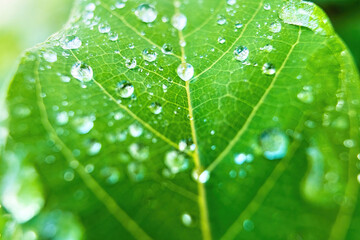 Macro closeup of Beautiful fresh green leaf with drop of water nature background.