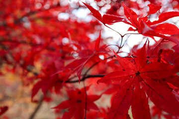 大井平公園の紅葉