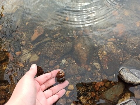  A snail on a pulm into the water and pubbles into the water