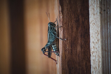 big grasshopper on a wooden fence / door