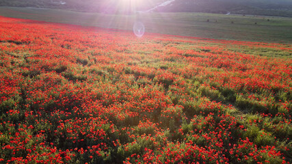 Drone flying over a poppy field. Beautiful red flowers on a green blooming field in the rays of the evening setting sun. The aircraft flies directly over the flowers very close