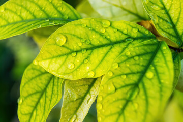 Macro closeup of Beautiful fresh green leaf with drop of water nature background.