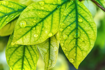 Macro closeup of Beautiful fresh green leaf with drop of water nature background.