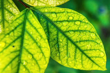 Macro closeup of Beautiful fresh green leaf with drop of water nature background.