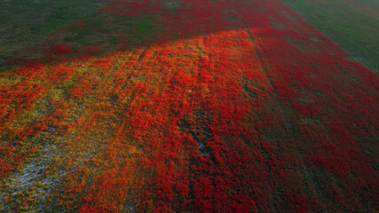 Drone flying over a poppy field. Beautiful red flowers on a green blooming field in the rays of the evening setting sun