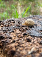 small snail wildlife grass
