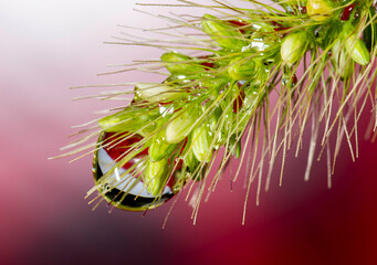 A falling water drop