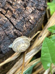 snail tree stump nature plants