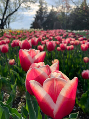 field of red tulips red flower