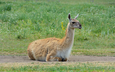 Guanaco Lama guanicoe laying in a meadow