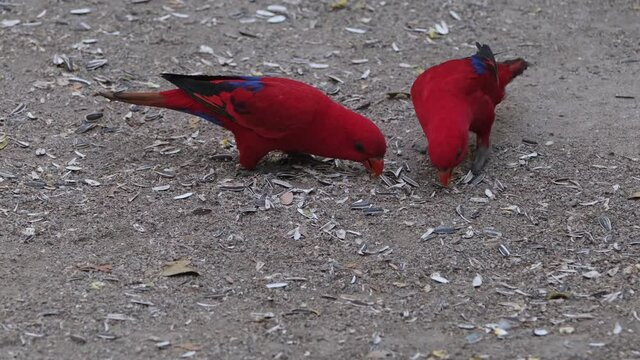 Red or Moluccan Lory, Eos bornea, two individuals seen feeding on sunflower seeds on the ground during the afternoon.